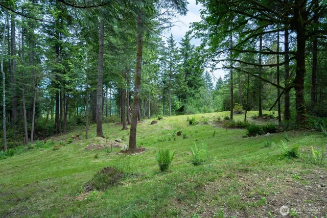a view of a lush green forest