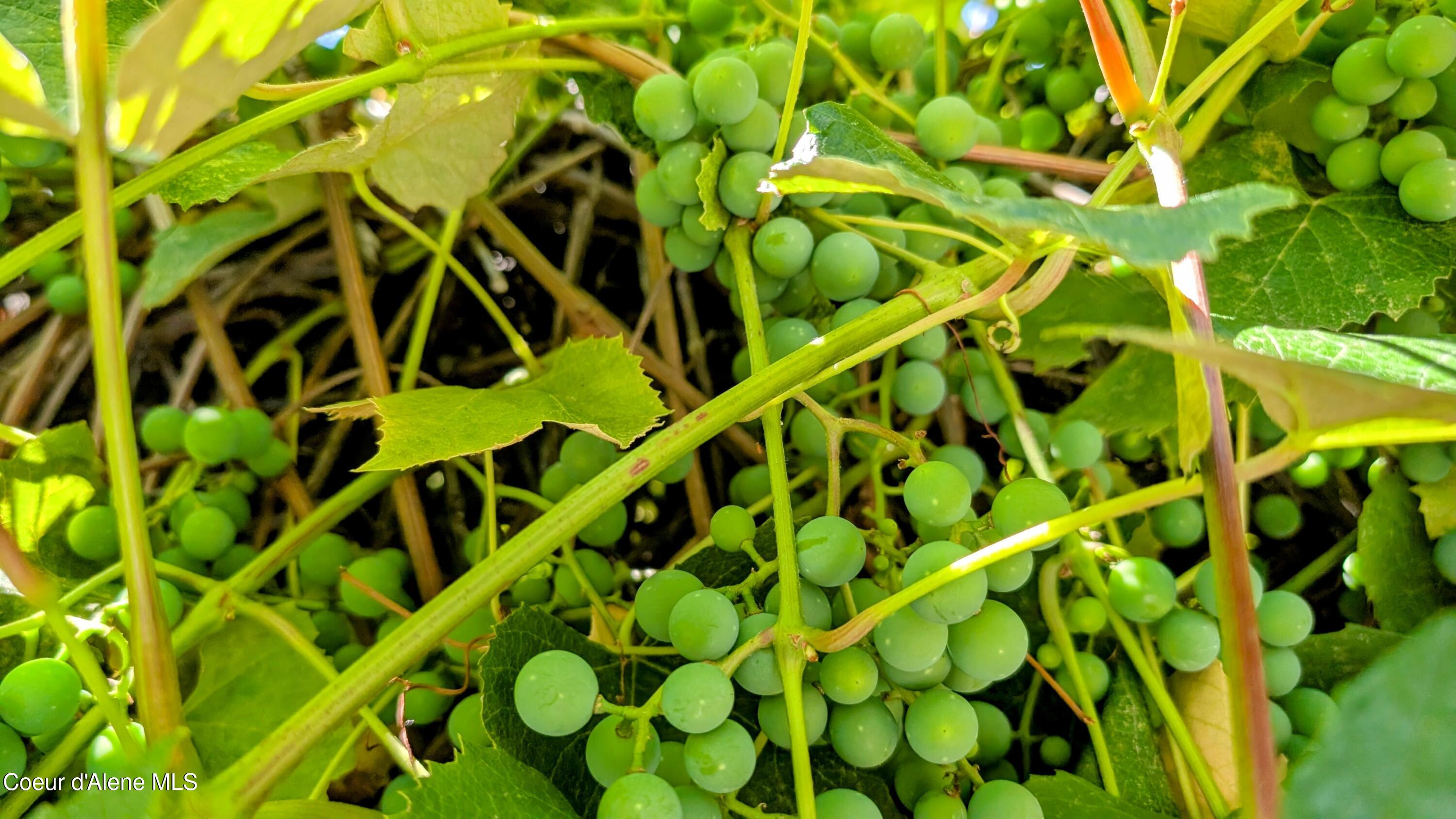 6577 Comanche Street Bonners Ferry, ID 83805 - Photo 41 of 52 6577 Comanche