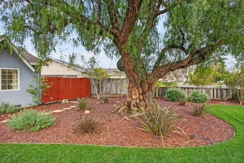 a view of a backyard with large tree