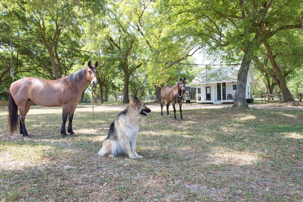 6022 Old Jacksonboro Road Ravenel, SC 29470 - Photo 37 of 60 6022OldJacksonboroRd-38