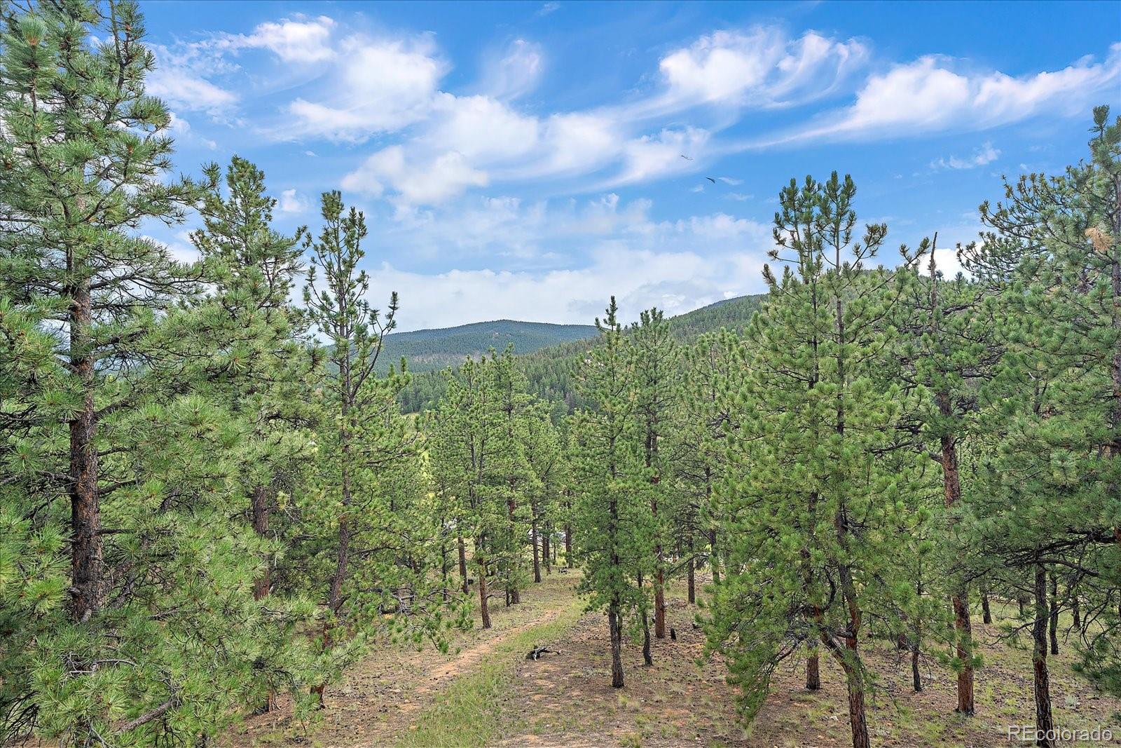 2894 County Road 43 Bailey, CO 80421 - Photo 30 of 48 a view of a bunch of trees and bushes