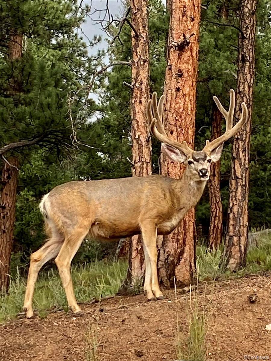 2894 County Road 43 Bailey, CO 80421 - Photo 43 of 48 a view of a backyard with wooden fence