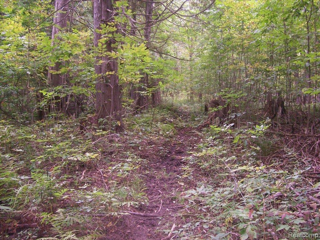 Cedar Creek Woods 1