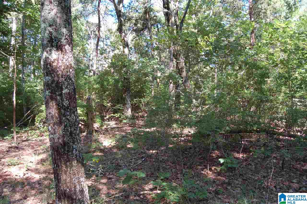 49-acres Chandler Mountain Road, Unit 1 Steele, AL 35987 - Photo 9 of 23