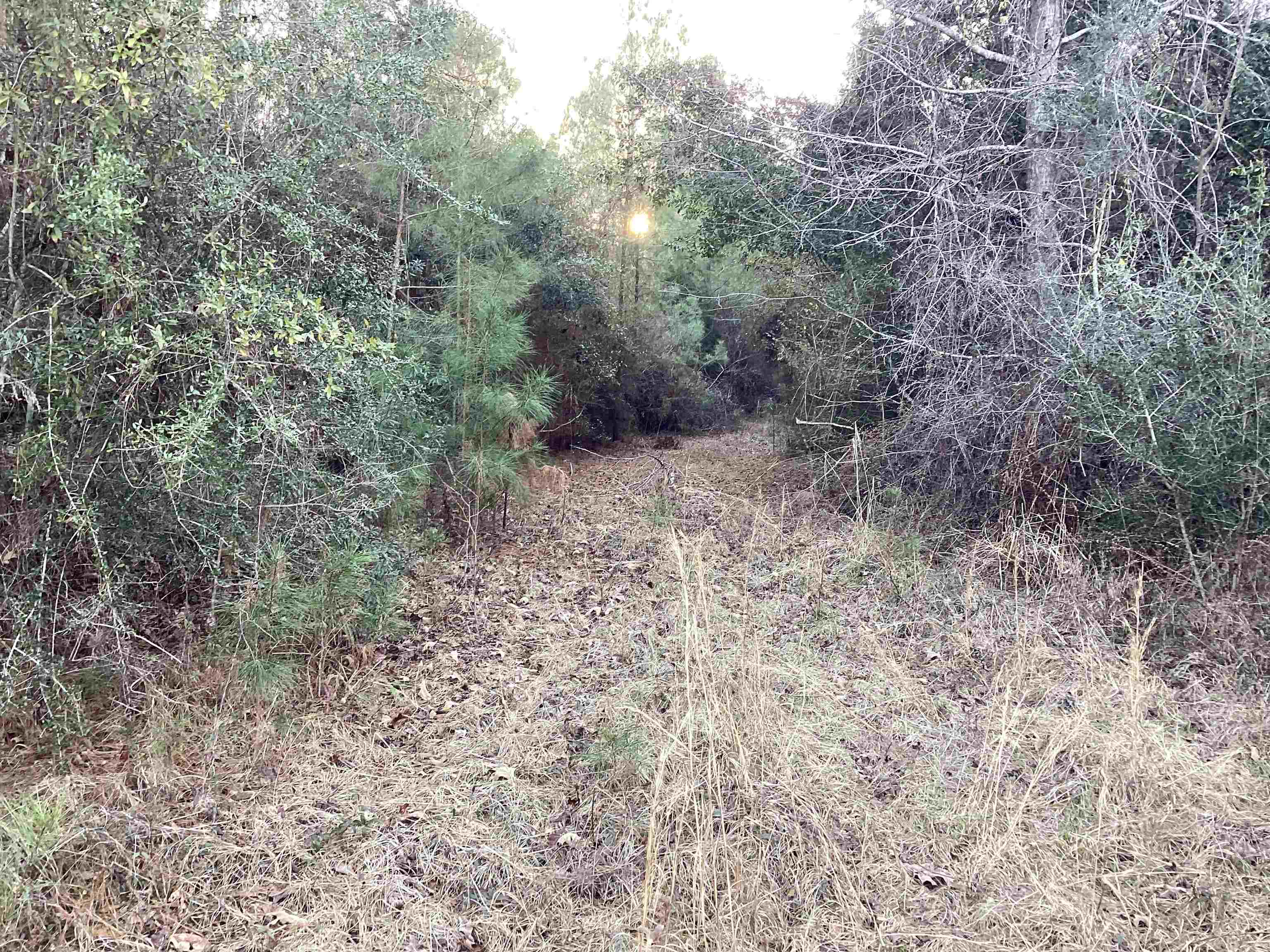 20 McIntyre Road Andalusia, AL 36420 - Photo 5 of 11 Gallery Image 5