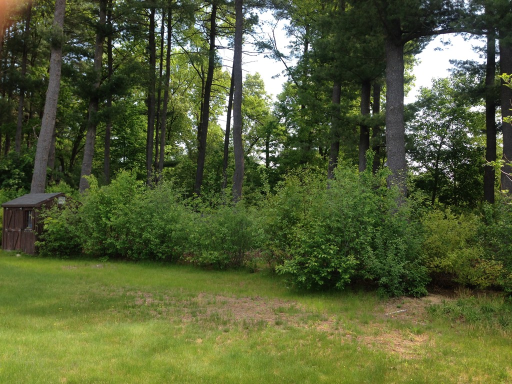19 Clara Road Framingham, MA 01701 - Photo 13 of 13 a view of a green yard