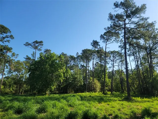 a view of a yard with a tree