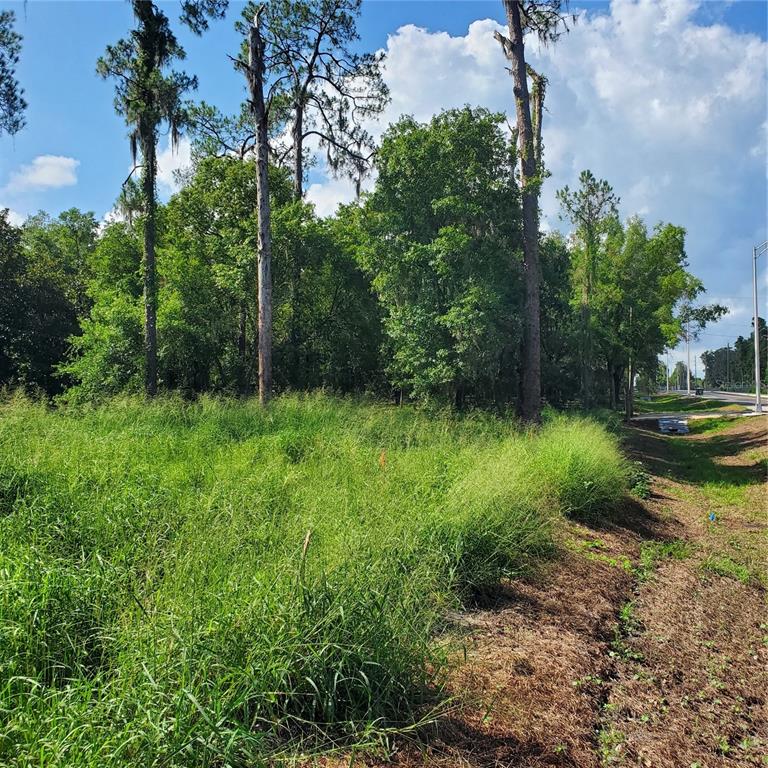 Pollard Road Bartow, FL 33830 - Photo 16 of 17 a view of backyard with green space