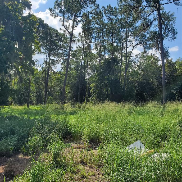 Pollard Road Bartow, FL 33830 - Photo 8 of 17 a view of backyard with green space