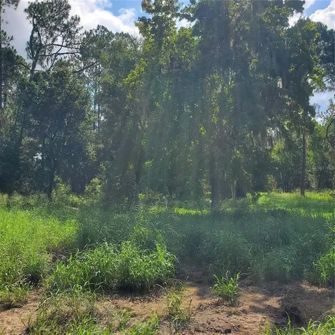 a view of a lush green forest
