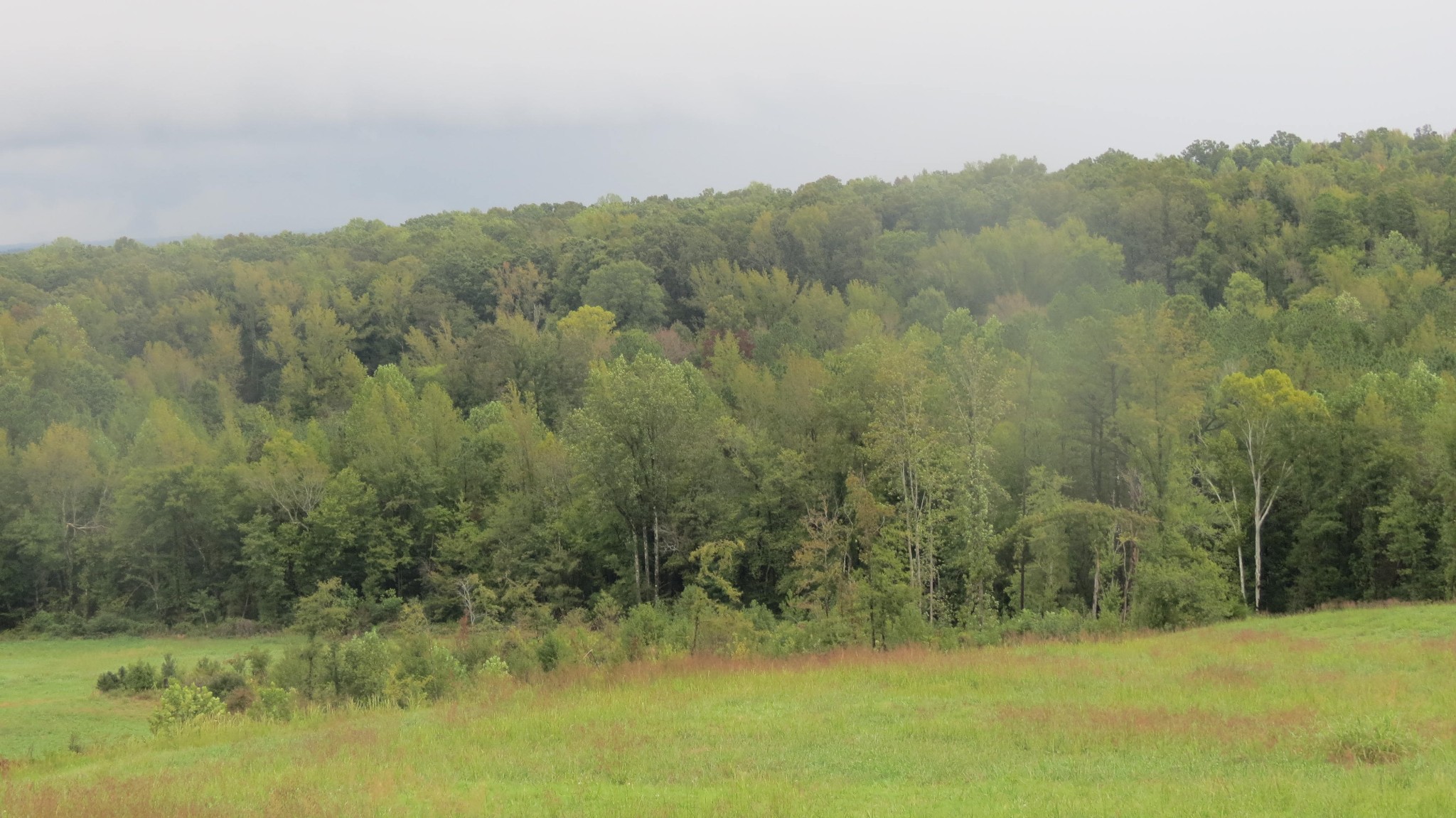 562 Roach Road Decaturville, TN 38329 - Photo 11 of 31 a view of a lake with a mountain in the background