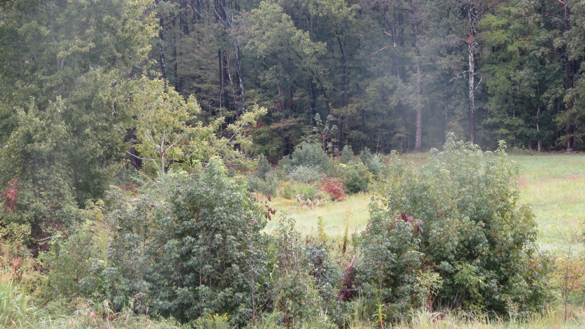 562 Roach Road Decaturville, TN 38329 - Photo 12 of 31 a view of a yard with trees