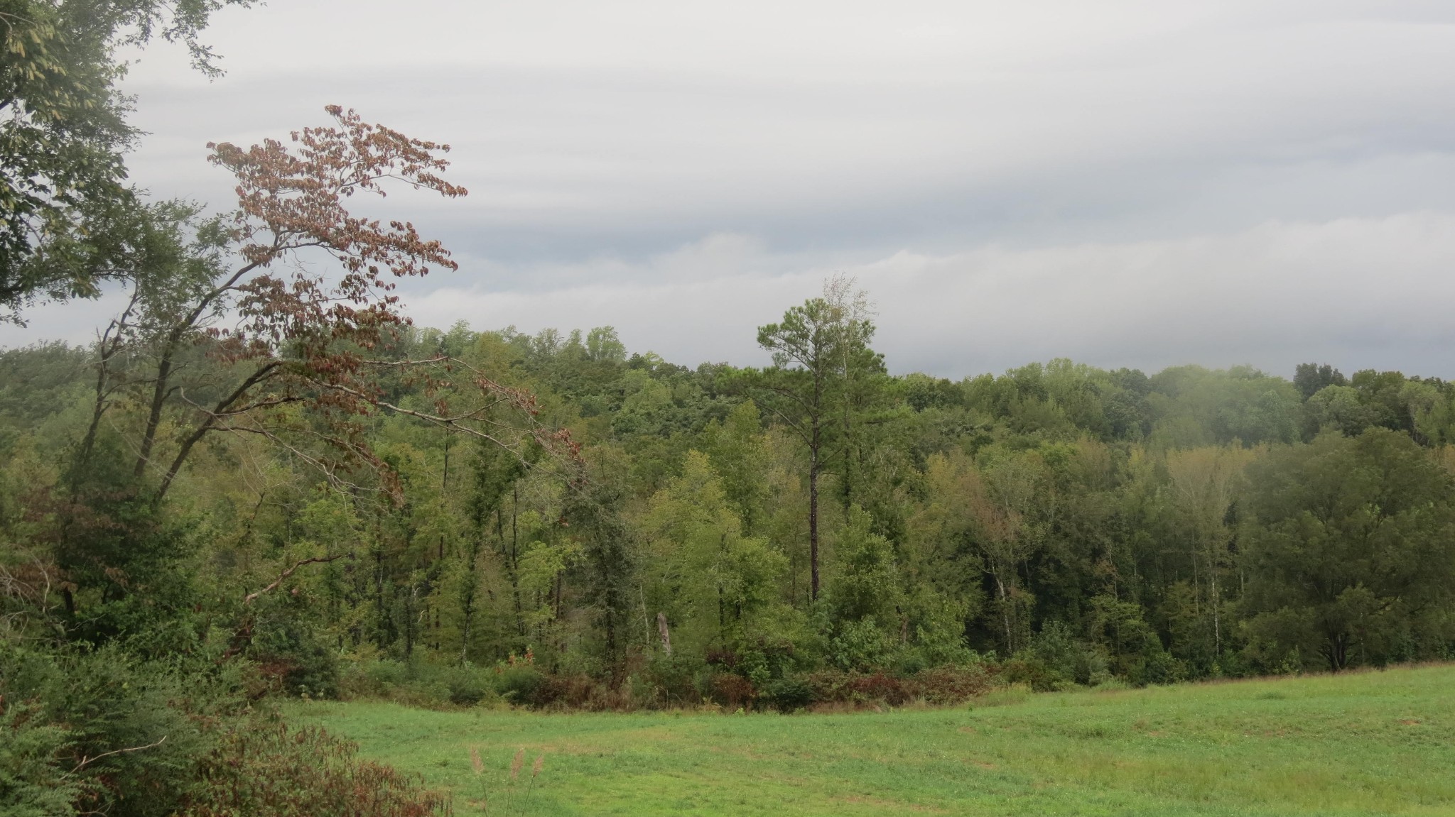 562 Roach Road Decaturville, TN 38329 - Photo 13 of 31