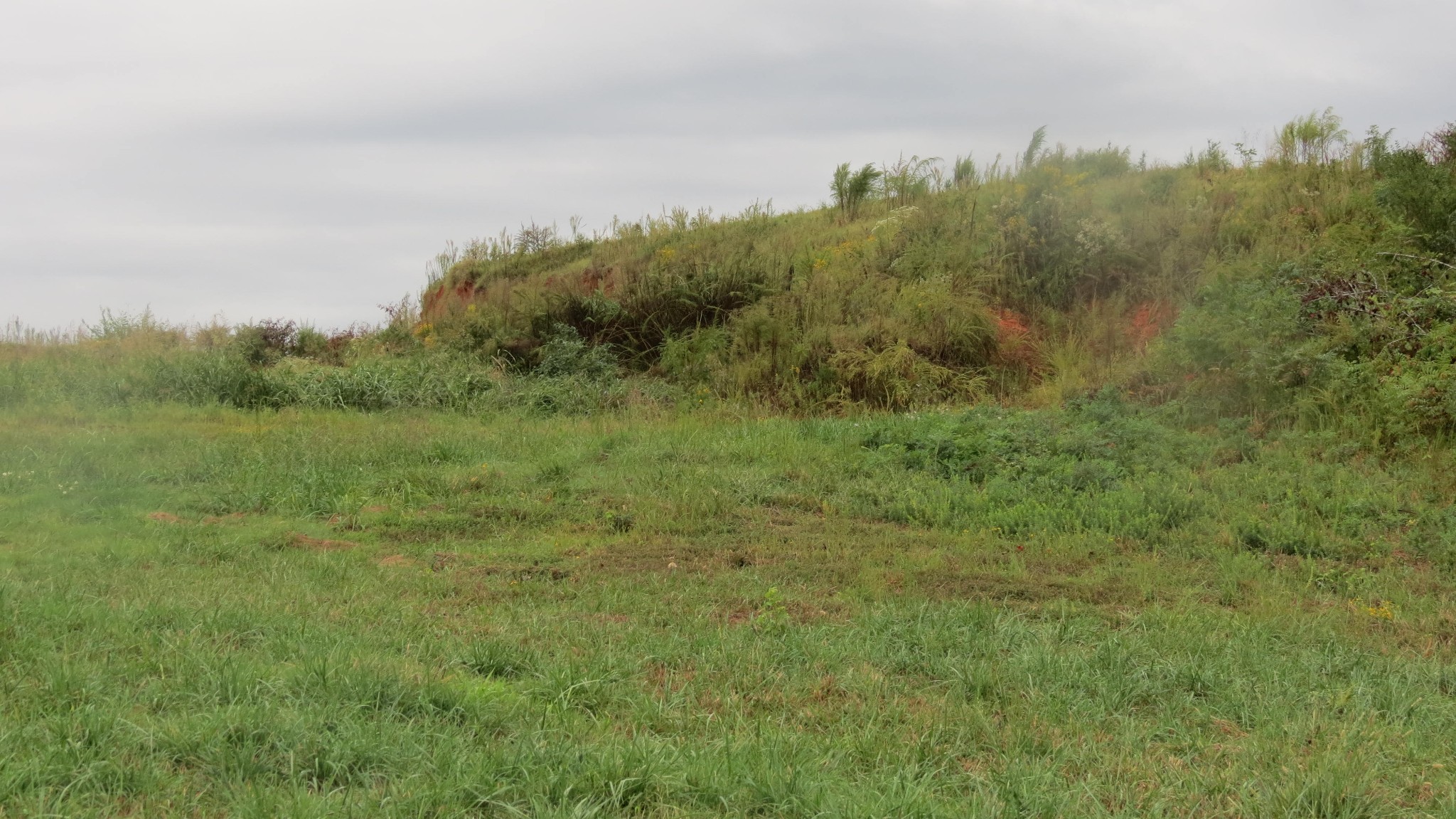 562 Roach Road Decaturville, TN 38329 - Photo 14 of 31 a view of a field of grass and trees
