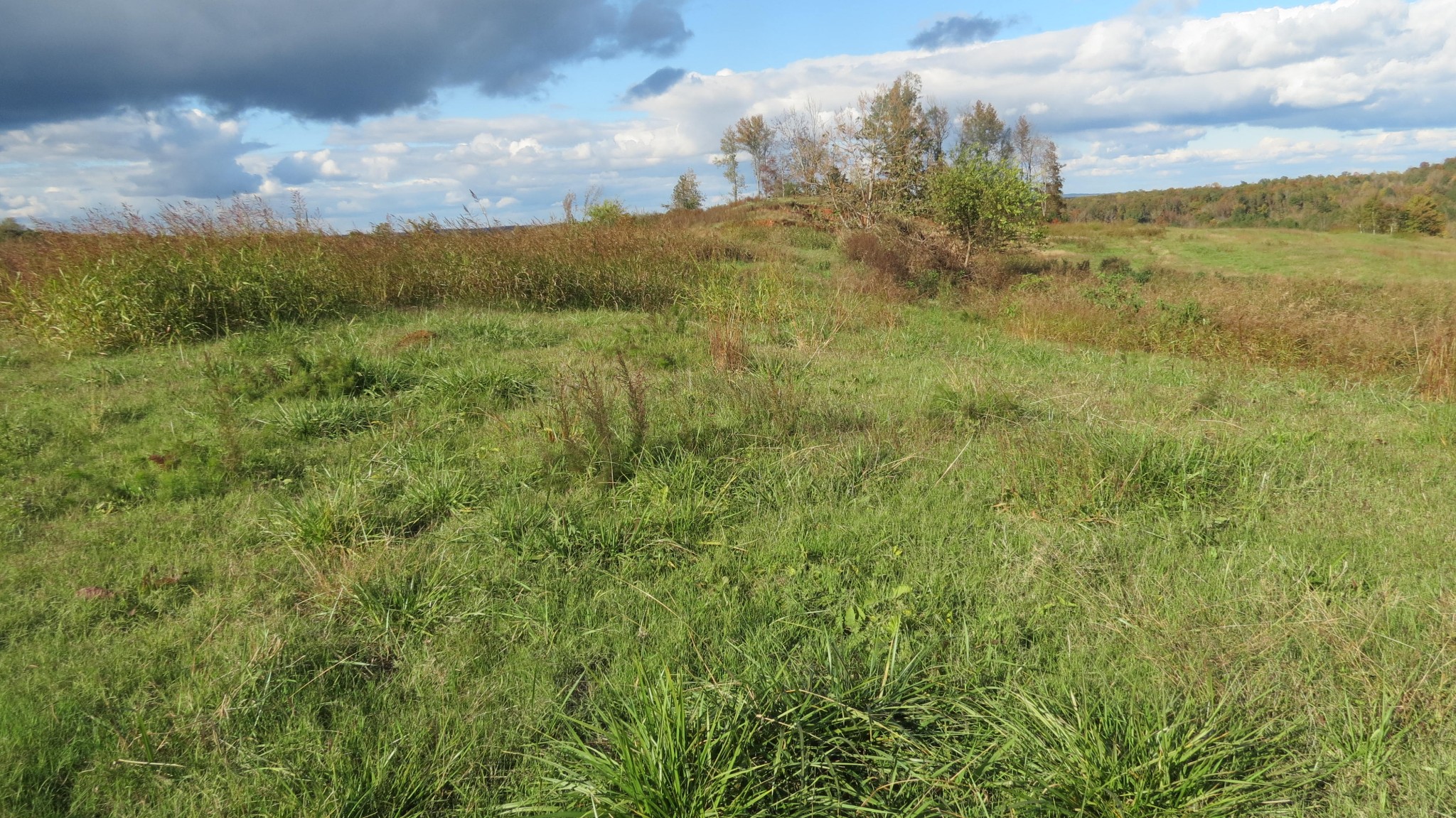 562 Roach Road Decaturville, TN 38329 - Photo 28 of 31