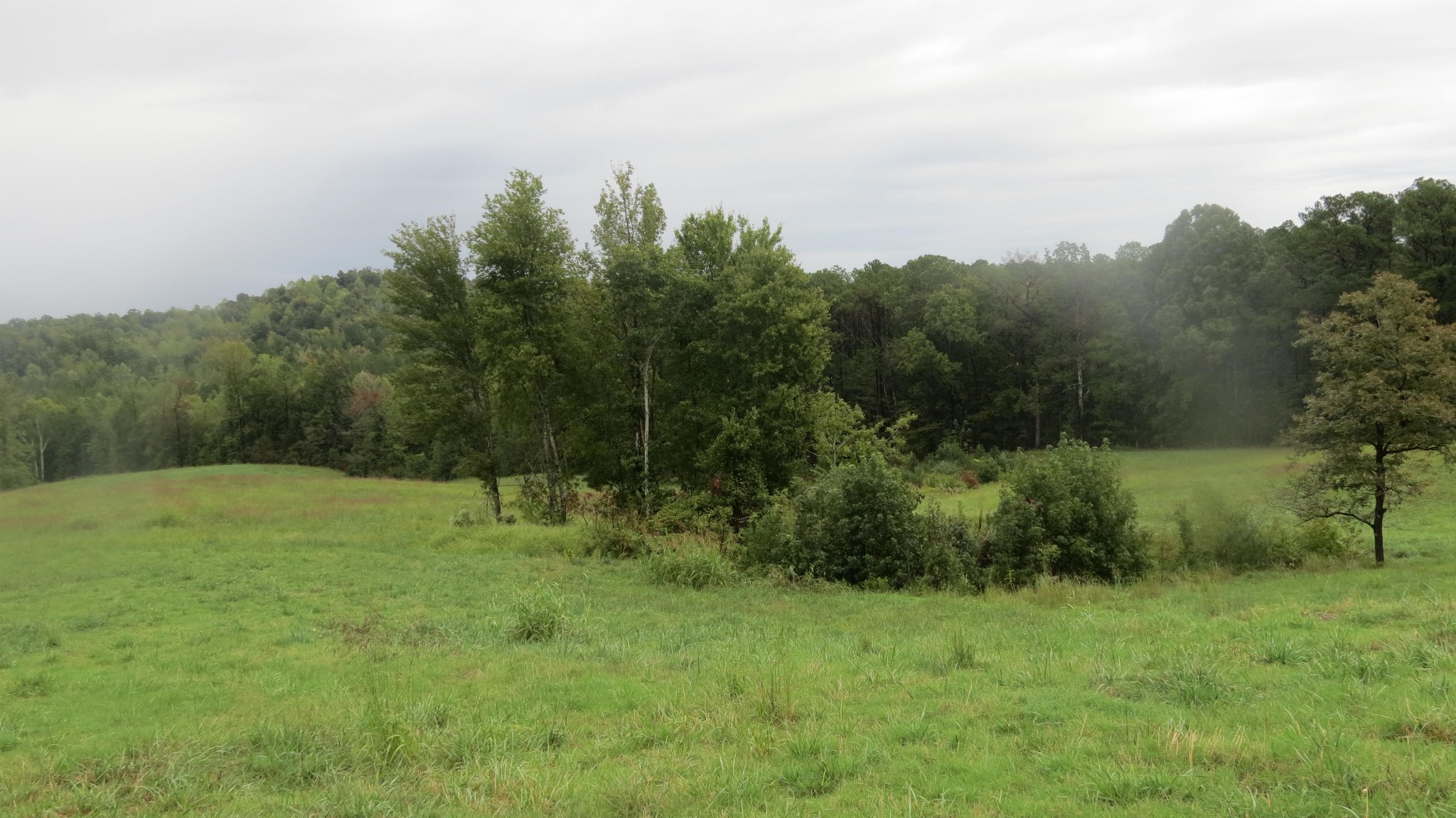 562 Roach Road Decaturville, TN 38329 - Photo 9 of 31 a view of a lush green space