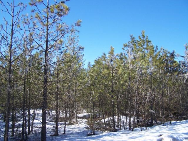 Xx South Powers Road Loon Lake, WA 99148 - Photo 3 of 5 Gallery Image 3