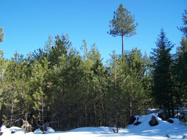 Xx South Powers Road Loon Lake, WA 99148 - Photo 4 of 5 Gallery Image 4