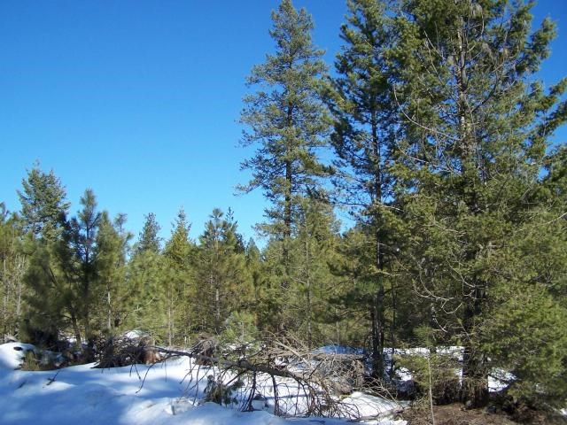 Xx South Powers Road Loon Lake, WA 99148 - Photo 5 of 5 Gallery Image 5
