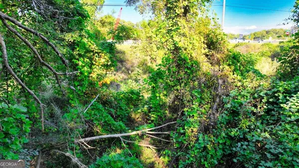 a view of a lush green forest
