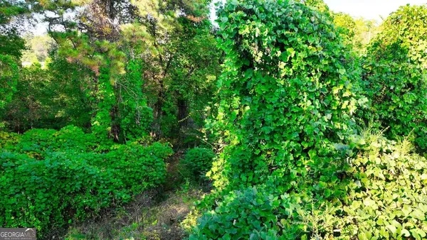 a view of a lush green forest