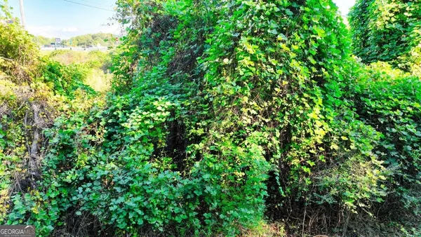 a view of a lush green forest