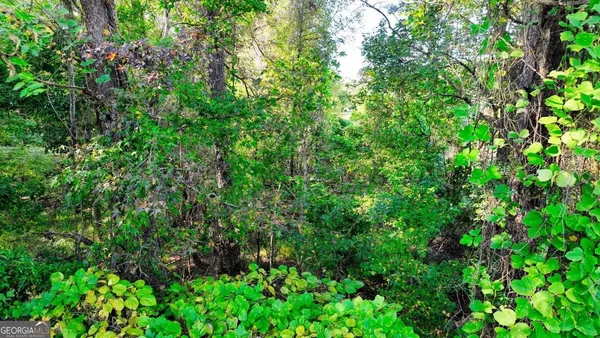 a view of a yard with plants and large trees