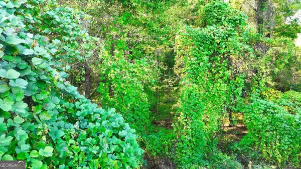 a view of a lush green forest