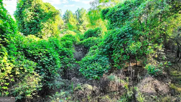 a view of a lush green forest