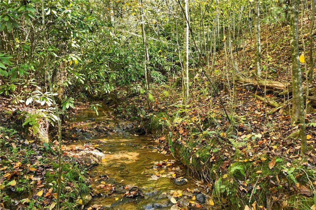 136 Ross Road Mineral Bluff, GA 30559 - Photo 62 of 65 a view of a tree with a tree
