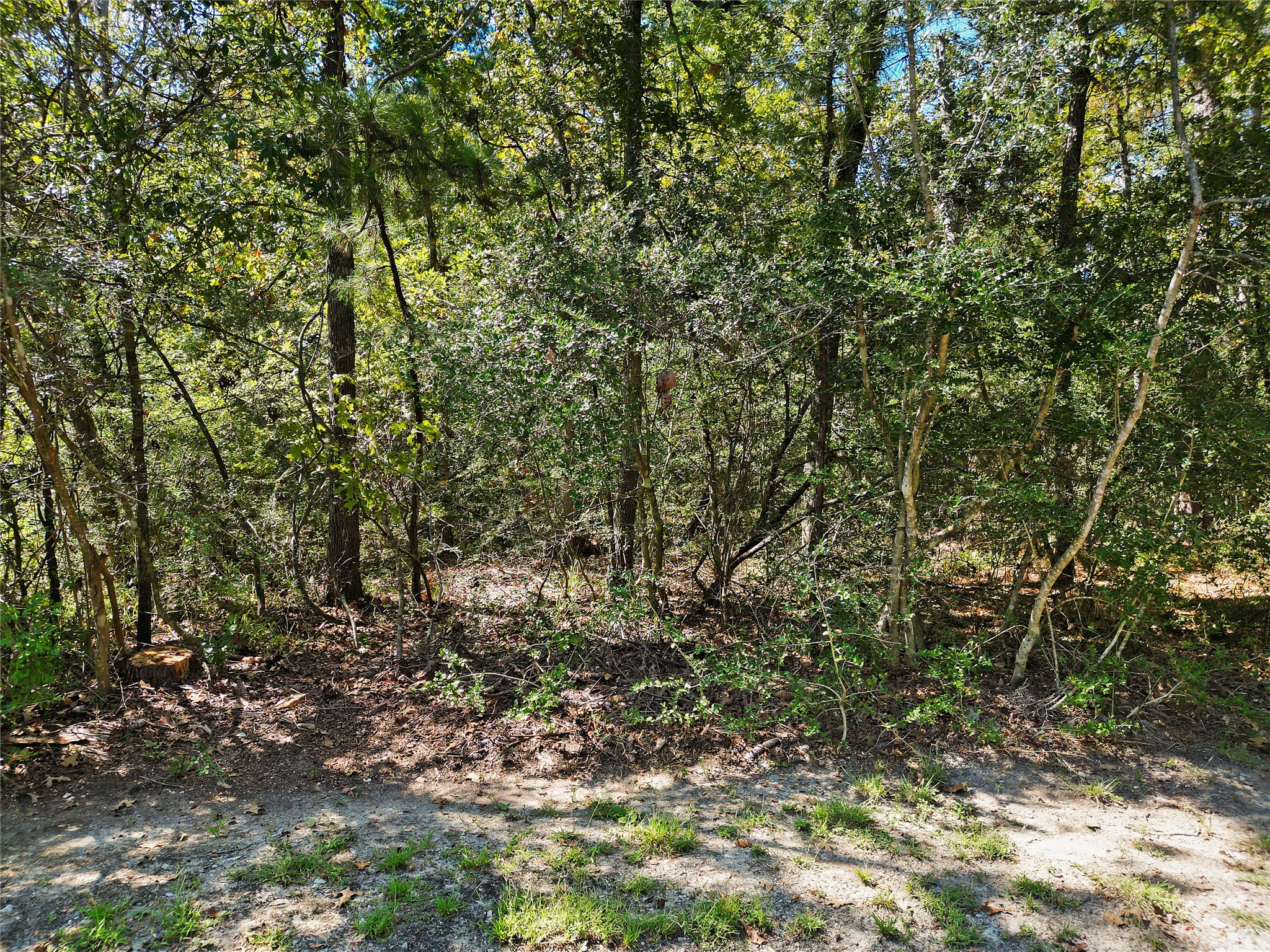 26709 Maple Court Oakhurst, TX 77359 - Photo 6 of 9 a view of a yard with a tree