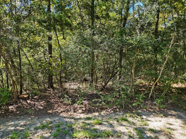 a view of a yard with a tree