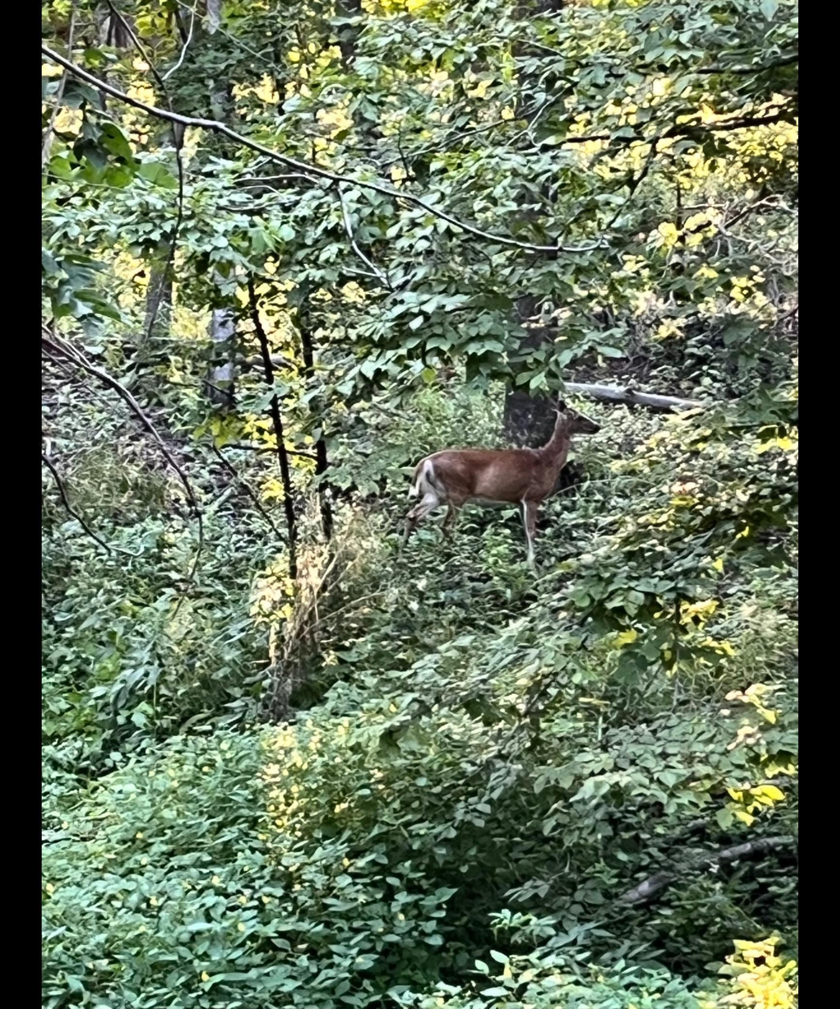 Tbd Tbd Tbd Mazeppa, MN 55956 - Photo 12 of 14