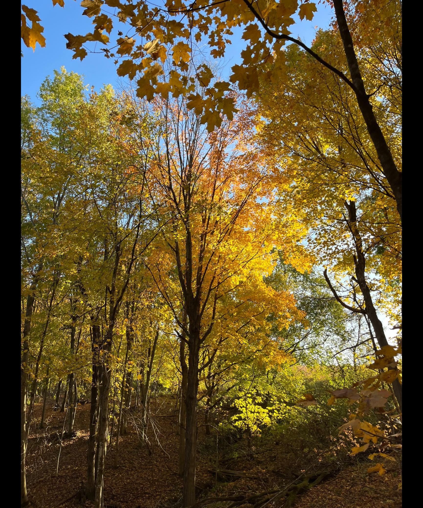 Tbd Tbd Tbd Mazeppa, MN 55956 - Photo 2 of 14