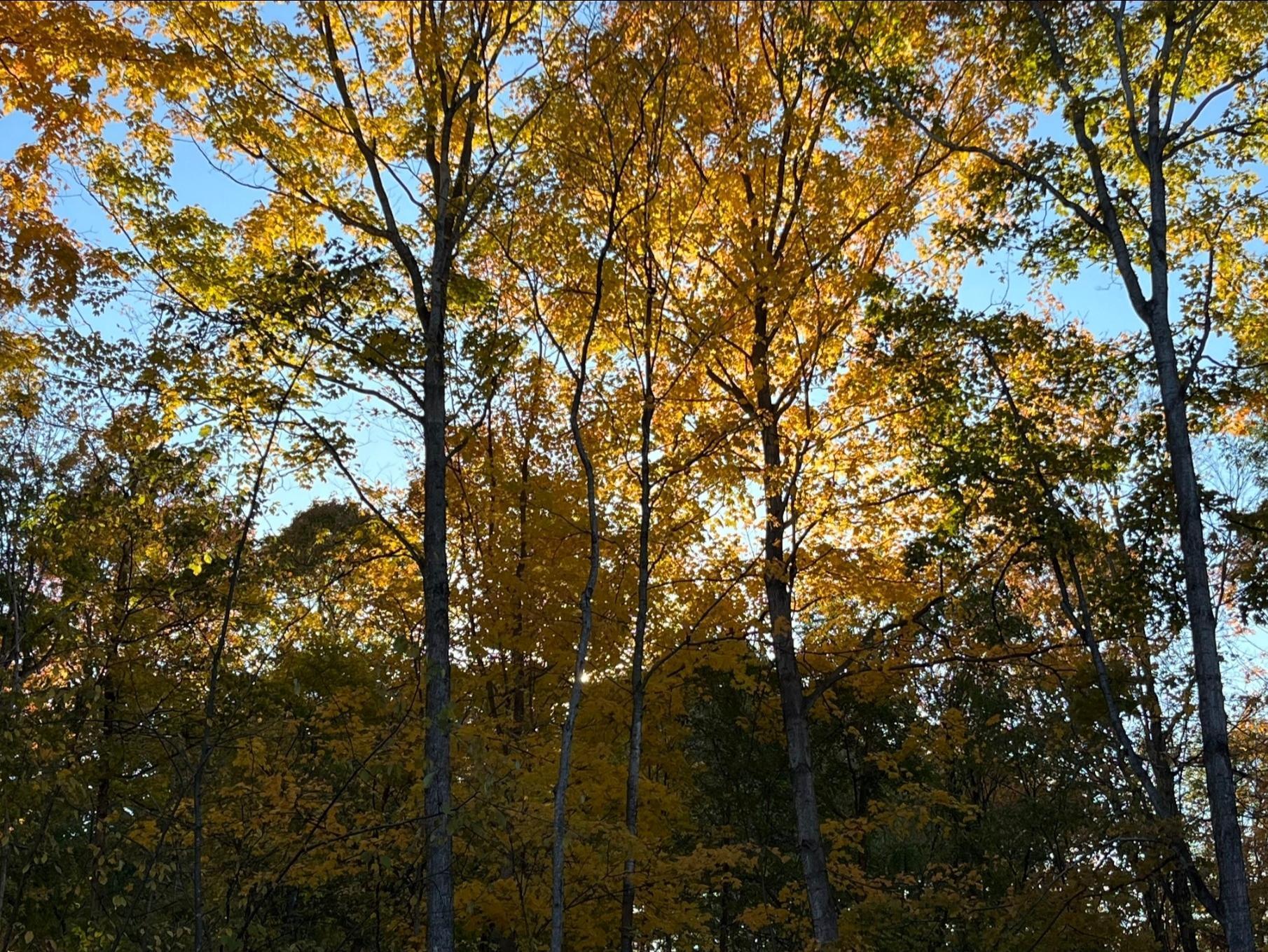 Tbd Tbd Tbd Mazeppa, MN 55956 - Photo 3 of 14