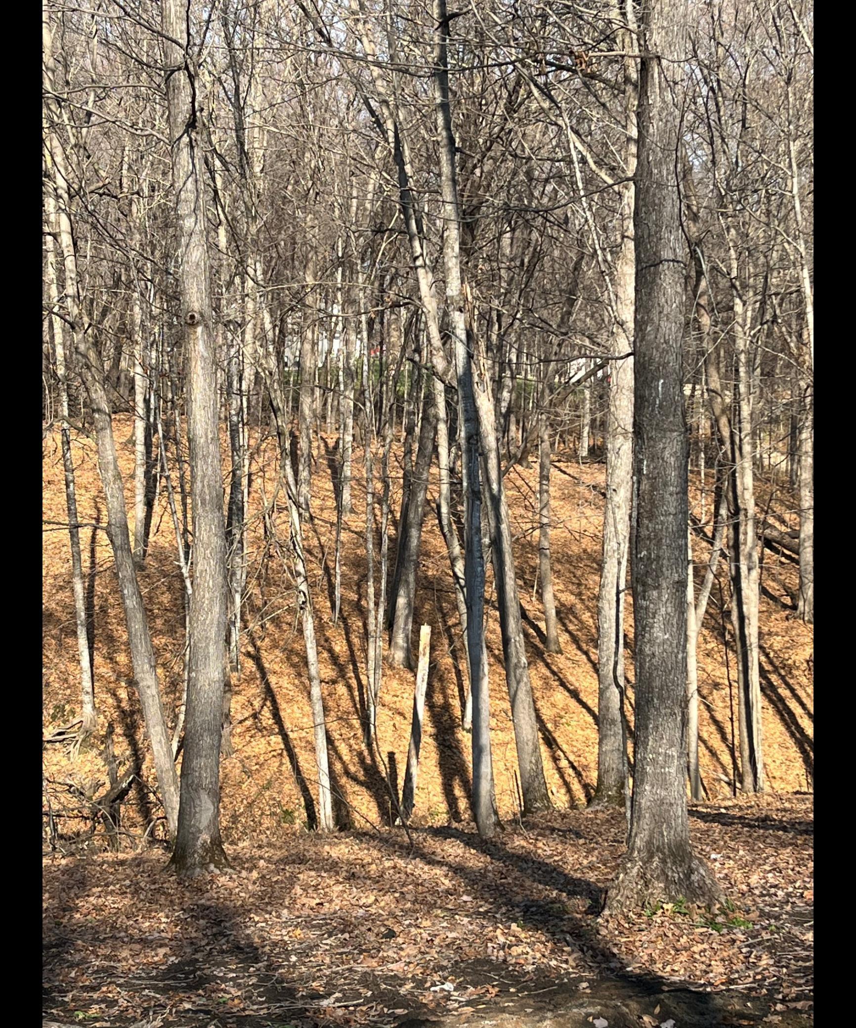 Tbd Tbd Tbd Mazeppa, MN 55956 - Photo 9 of 14