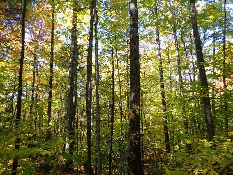 Pieters Road Andover, NH 03216 - Photo 11 of 14