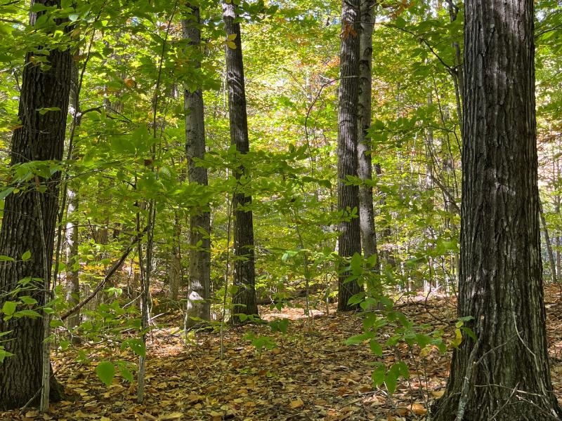 Pieters Road Andover, NH 03216 - Photo 12 of 14