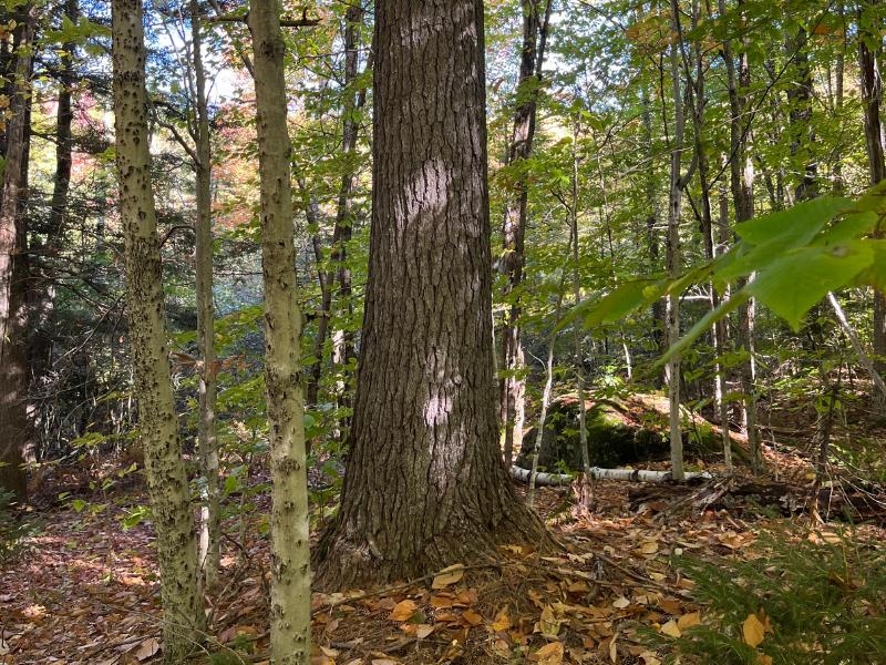 Pieters Road Andover, NH 03216 - Photo 13 of 14