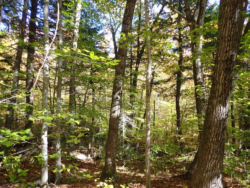 Pieters Road Andover, NH 03216 - Photo 9 of 14