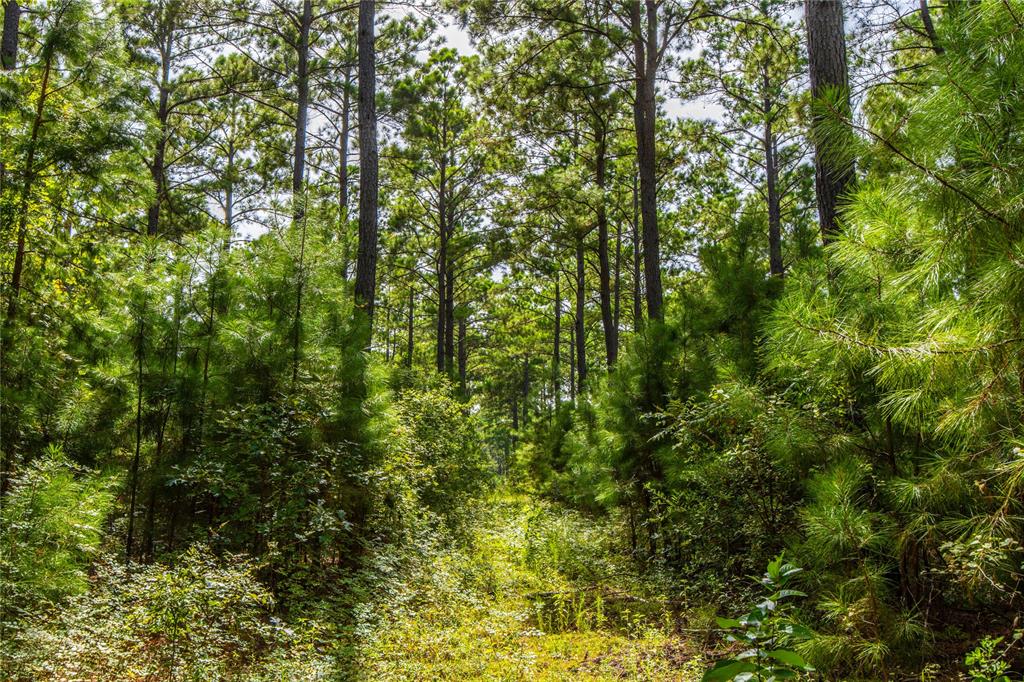 0 4222nd Frankston, TX 75763 - Photo 13 of 31 a view of a yard