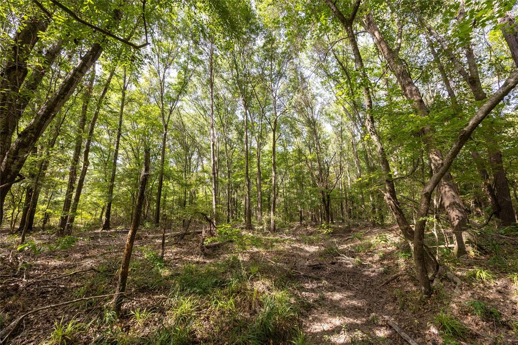 0 4222nd Frankston, TX 75763 - Photo 17 of 31 a view of outdoor space and trees