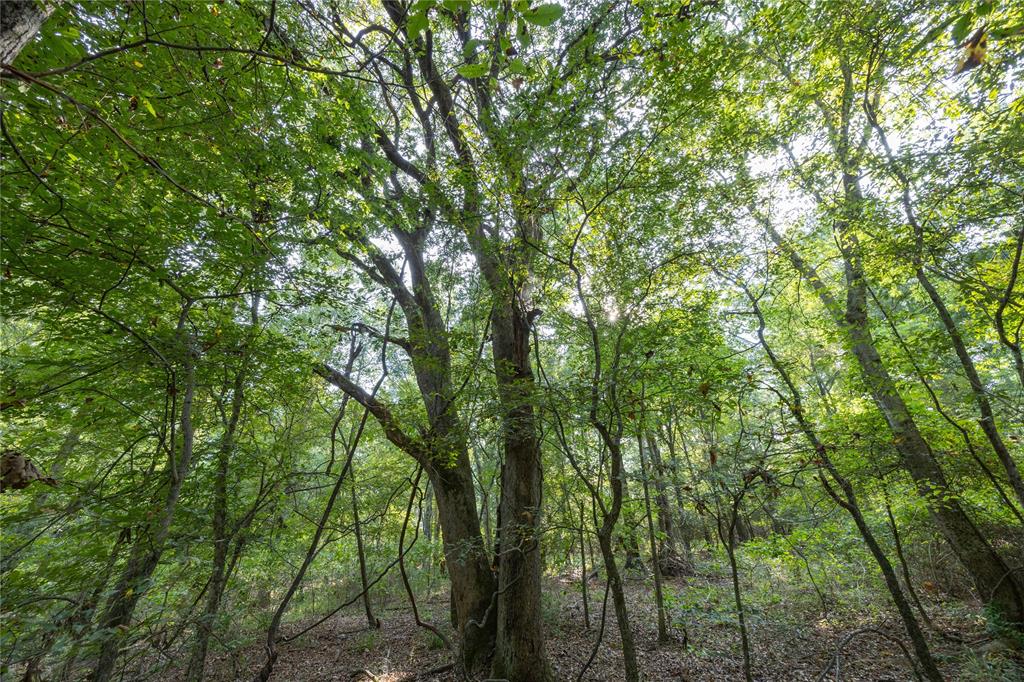 0 4222nd Frankston, TX 75763 - Photo 19 of 31 a view of forest