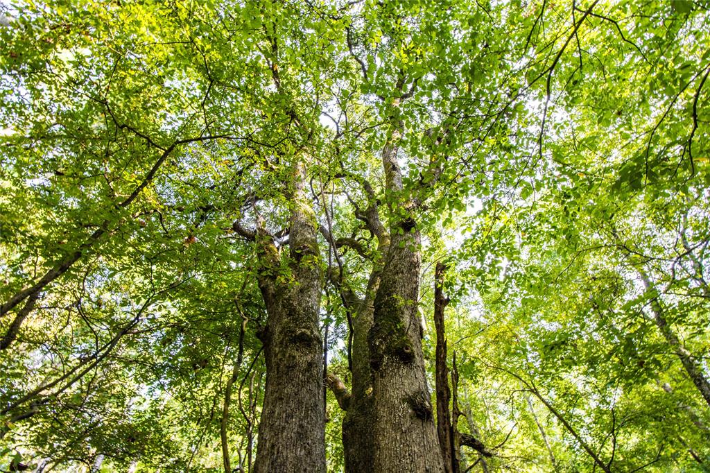 0 4222nd Frankston, TX 75763 - Photo 20 of 31 a view of a tree