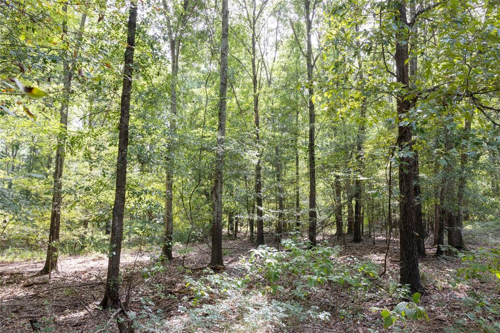 0 4222nd Frankston, TX 75763 - Photo 2 of 31 a view of a forest that has large trees