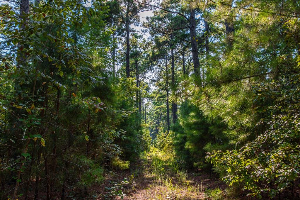 0 4222nd Frankston, TX 75763 - Photo 21 of 31 a view of a tree in a yard