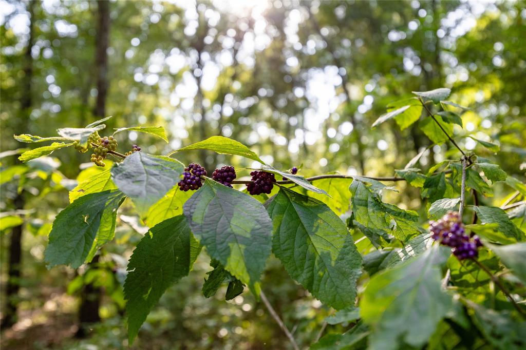 0 4222nd Frankston, TX 75763 - Photo 23 of 31 a close up of a plant in a garden