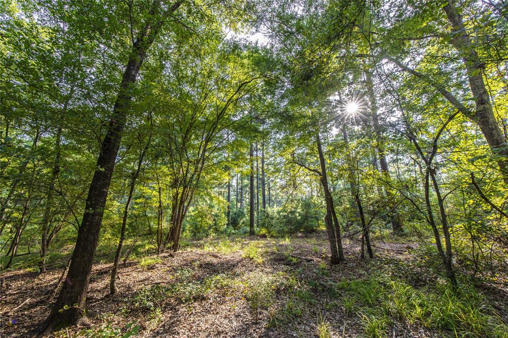 0 4222nd Frankston, TX 75763 - Photo 24 of 31 a view of a forest with trees