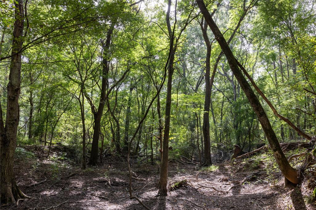 0 4222nd Frankston, TX 75763 - Photo 4 of 31 a view of forest