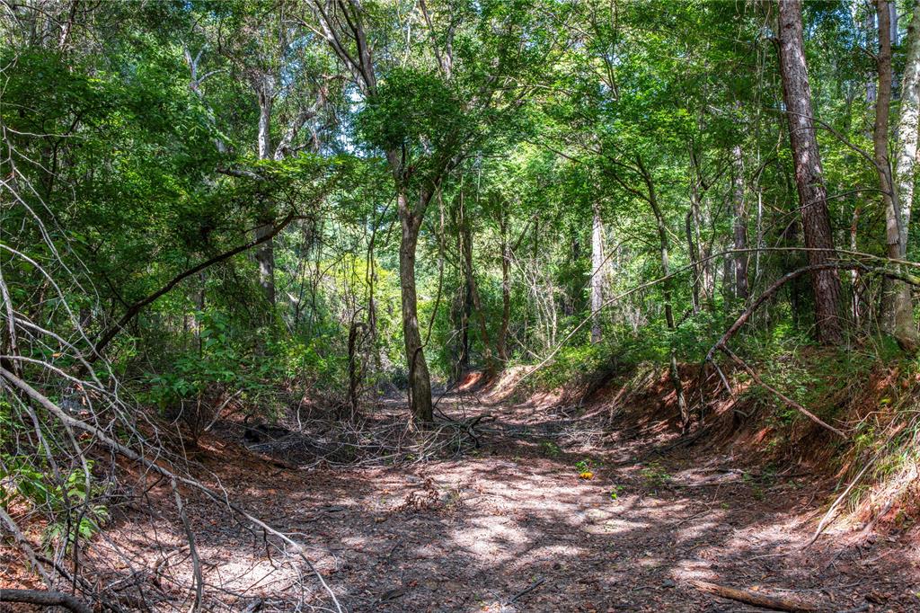 0 4222nd Frankston, TX 75763 - Photo 5 of 31 a view of a forest with trees in the background